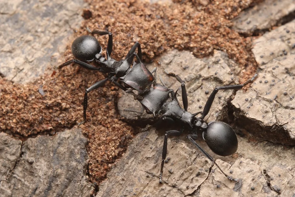 Cephalotes atratus